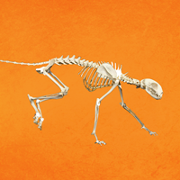 Skeleton Animation Project